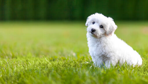 baltas pūkuotas šuo sėdi ant žolės