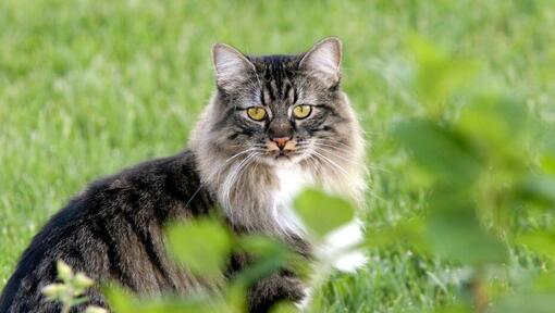 Cymrics katė stovi sode