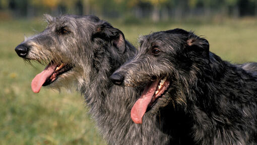 Du juodaplaukiai elnių šunys šypsosi.