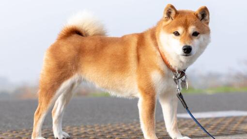 Japonas Shiba Inu stovi šalia laukų