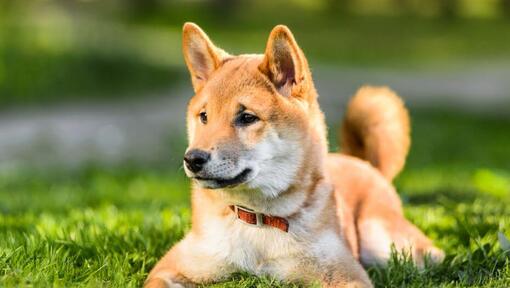 Japonė Shiba Inu guli ant žolės