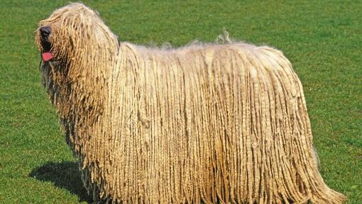 Komondor su iškištu liežuviu