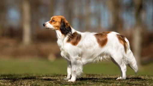 Kooikerhondje šiltą vasaros dieną stovi sode