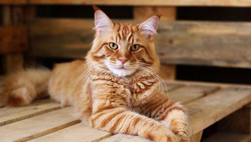 Ginger Maine Coon guli ant stalo