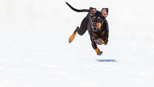 Šuo greitai bėga ant sniego