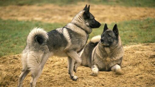 Du norvegų briedžių šunys žaidžia vienas su kitu ant žolės