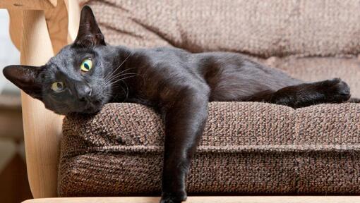Rytų trumpų plaukų katė guli ant sofos