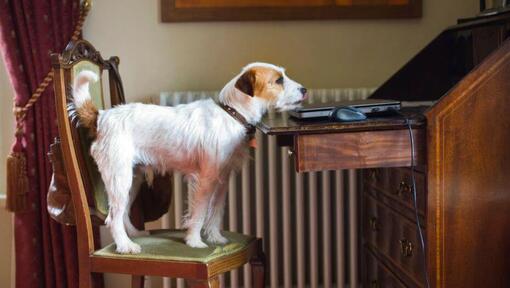 Parson Russell Terrier ant kėdės