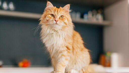 Persų ilgaplaukė katė stovi virtuvėje