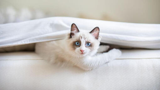 Ragdoll katė guli lovoje po antklode