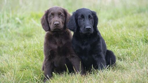 Juodos ir rudos spalvos plokščiaspalvių retriverių šuniukai