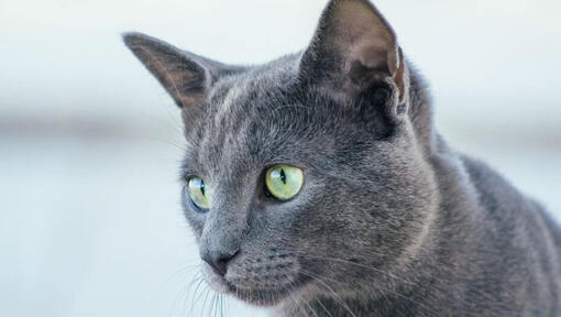 Rusų mėlyna katė ką nors stebi