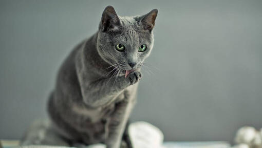 Rusų mėlyna katė plauna letenas
