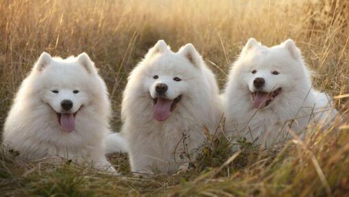 Trys samojedų šunys guli lauke