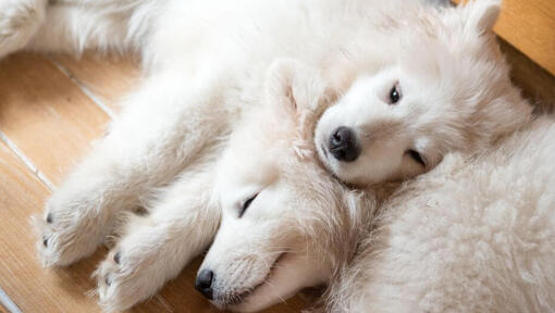 Miega du samojedų šunys