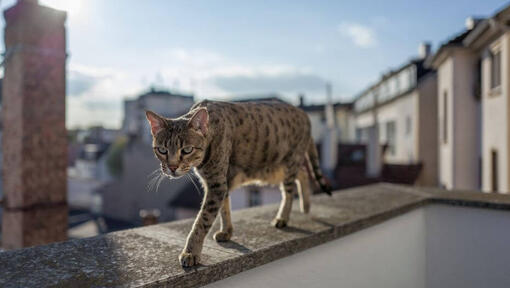 Savanos katė vaikšto balkone