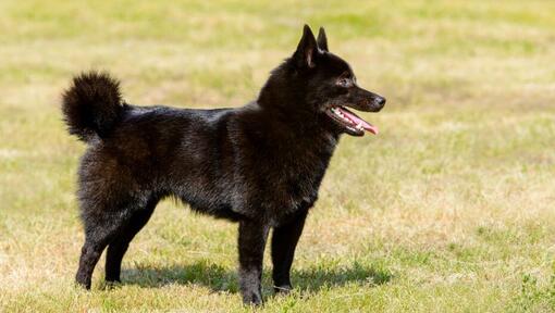 Schipperke stovi ant žolės