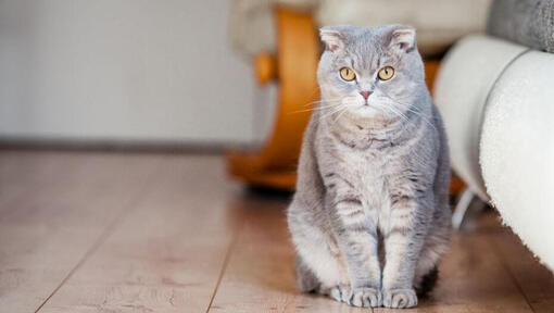 Scottish Fold katė stovi ant grindų