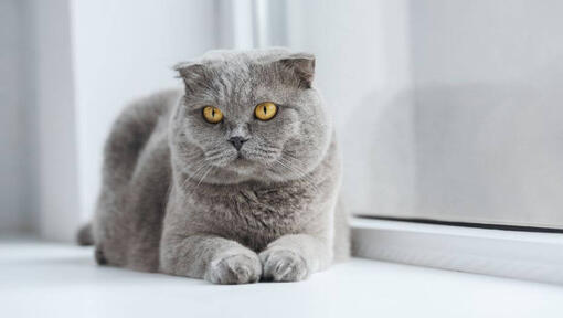 Scottish Fold katė guli ant palangės