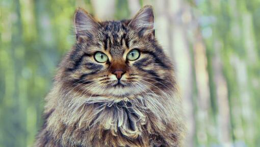 Sibiro miško katė stovi prie miško