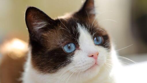 Snieguolė katė mėlynomis akimis giliai žiūri
