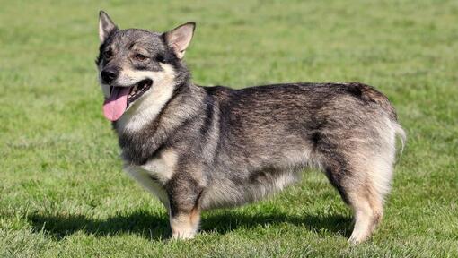 Švedas Vallhundas stovi ant žolės ir šypsosi