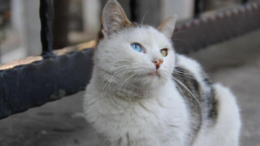 Turkų Van katė sėdi balkone
