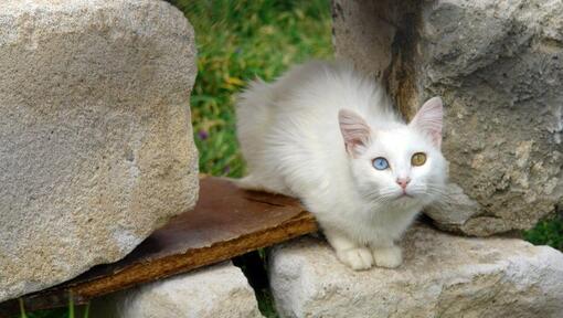 Turkų Van katė sėdi sode