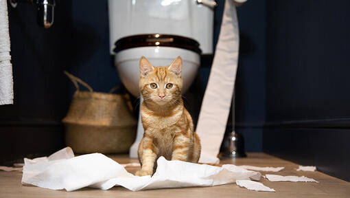 kačiukas, sėdintis priešais tualetą