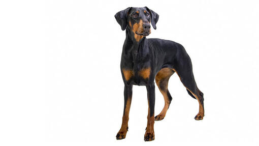 Dobermanas