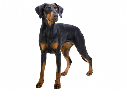 Dobermanas