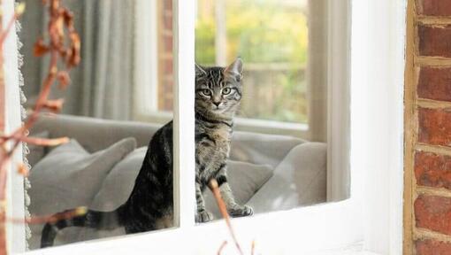 Kačiukas žiūri pro langą namuose