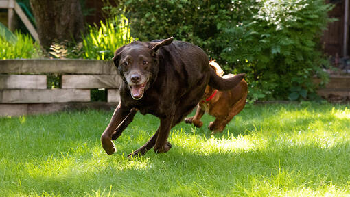 du šunys, lenktyniaujantys aplink sodą