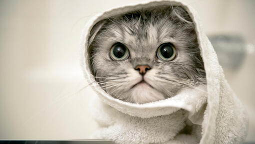 Pilkas kačiukas suvyniotas į rankšluostį.