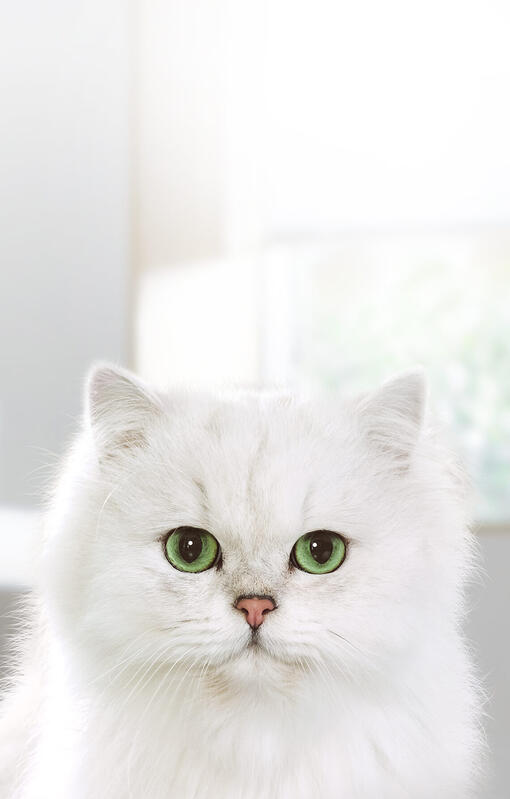 Balta katė atsukta į fotoaparatą