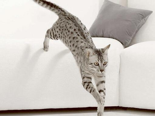 Katė šokinėja nuo sofos