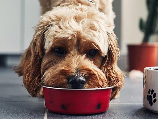 Šuo valgo maistą iš raudono dubenėlio