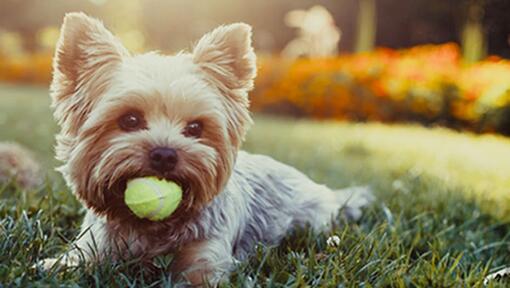 Šuo, gulintis ant žolės su teniso kamuoliuku