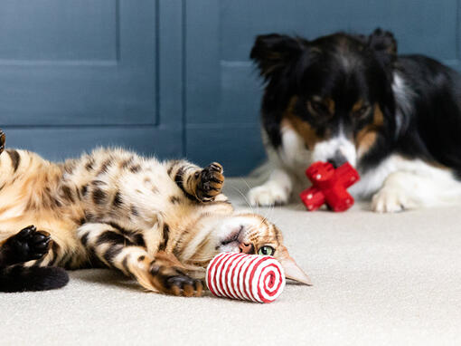 Katė ir šuo žaidžia su žaislais