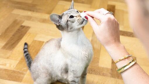 katė gauna skanėstą