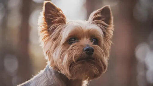 Purina One Dog 3 weeks