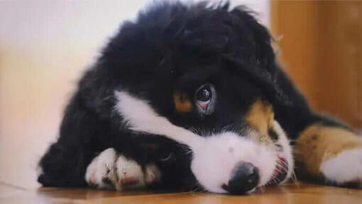 Purina One Dog 3 weeks