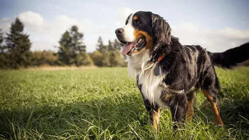 Purina One Dog 3 weeks