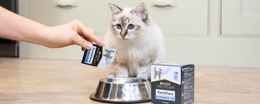 Probiotikai katėms „Fortiflora“