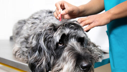 Šuo pas veterinarą