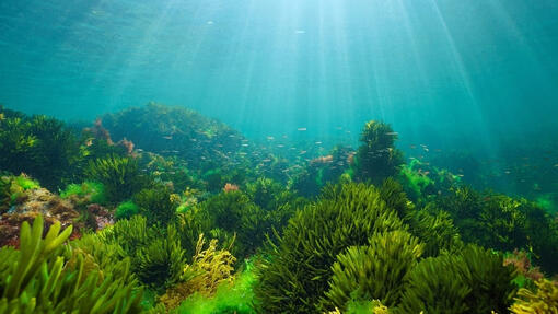 Atkurkime vandenynus su „Purina“