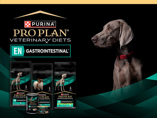 Pro Plan EN