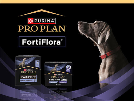 Pro Plan Fortiflora