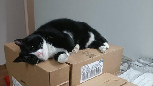 „City Cats“