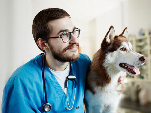 Veterinaras su haskiu